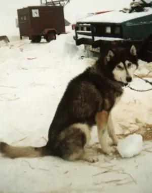 Sibiřský husky Šedivák